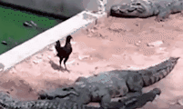 实拍：小鸡在鳄鱼面前不停晃悠 惨遭一秒甩头击杀