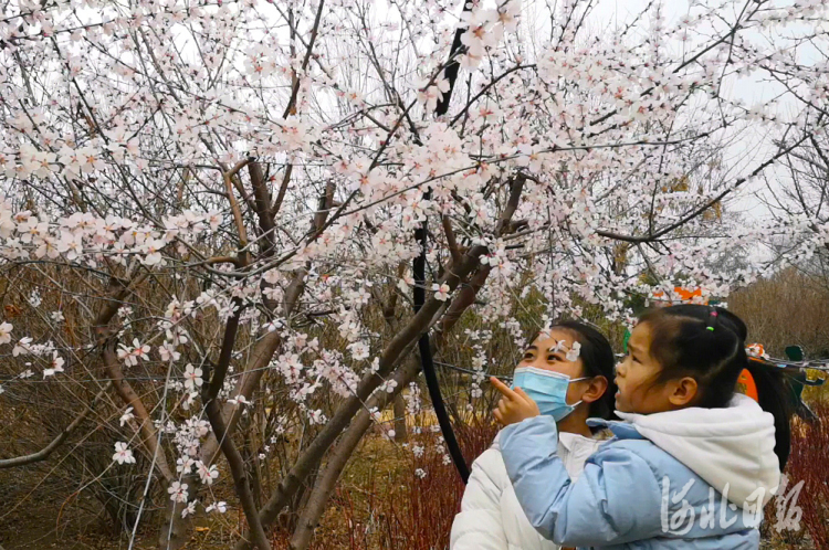 2021年3月11 日，市民在河北省邢台市南和区人民公园观赏山桃花。