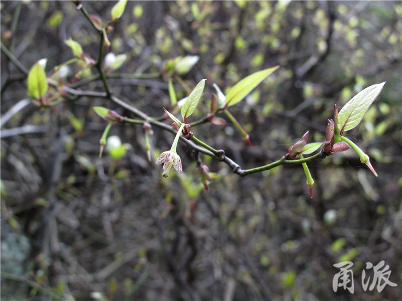 30——鄂西清风藤，已经有很小的幼果，还有小花挂在枝头，这是个亚种，其原种是分布在西藏南部的钟花清风藤.jpg