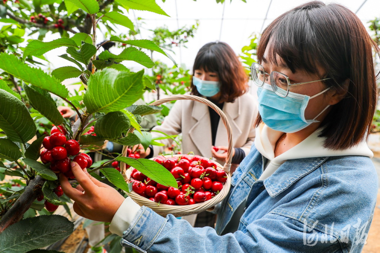 游客在河北省秦皇岛市海港区海阳镇温家洼村华昆生态园采摘大樱桃