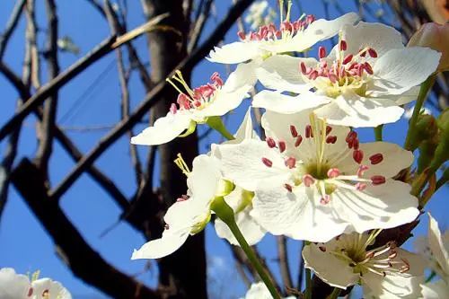 在那梨花盛开的地方--万亩果园正飘香