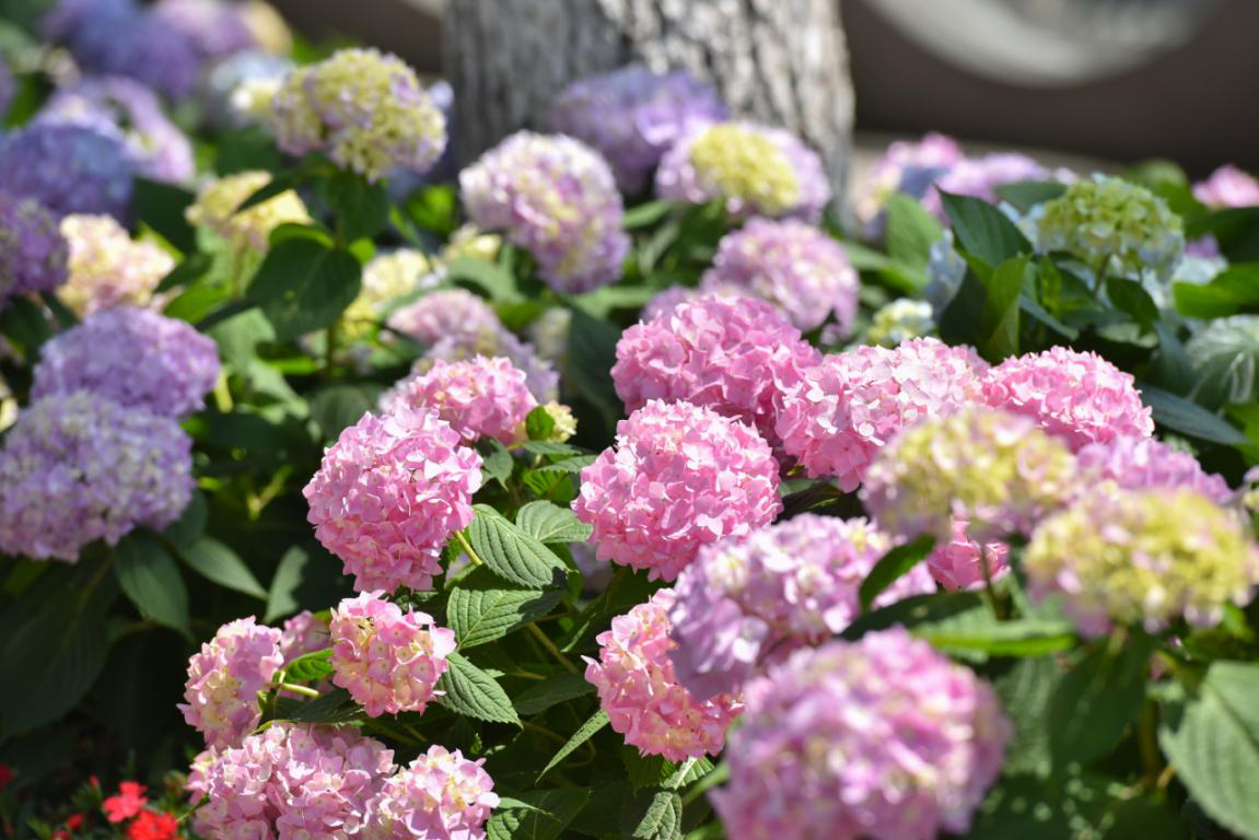 莫负花期，江北赏花指南