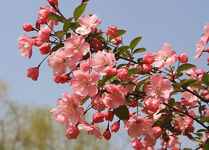 莫负花期，江北赏花指南