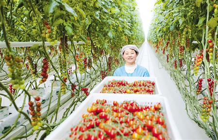 位于民乐县的海升现代农业有限公司积极打造智能农业新样板