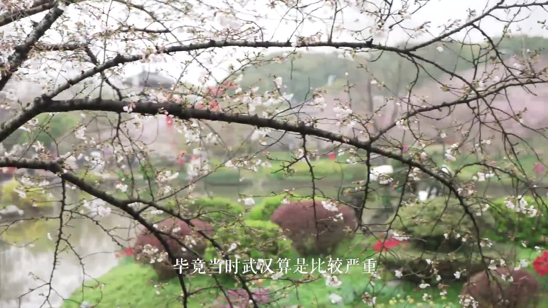 珞珈山的樱花之约：去年说再见，今春再相见！