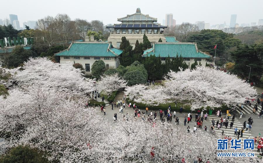 3月13日，来自各地的援鄂医护人员在武汉大学校园共赴樱花之约（无人机照片）。新华社记者 程敏 摄