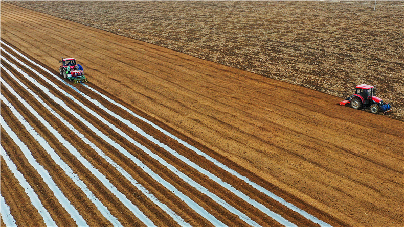 3月11日，唐山市丰南区小集镇起庄子村的农民在使用机械设备播种马铃薯（无人机照片）。随着气温回升，唐山市丰南区的农民抢抓农时，适时播种订单马铃薯，田间呈现出一派繁忙春耕春播景象。 新华社记者杨世尧摄