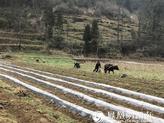 湘西之巅金叶香——大安乡打造农业特色产业全力发展烟叶生产纪实