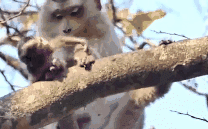 实拍母猴残忍杀死幼崽：将小猴的手掰开 从树上扔下