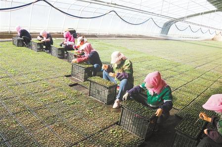 永昌县水源镇农民在大棚育苗 新甘肃&middot;甘肃日报 通讯员 张丽君