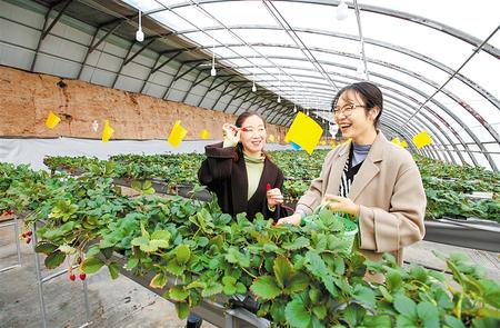 游客在高台县草莓大棚内快乐采摘