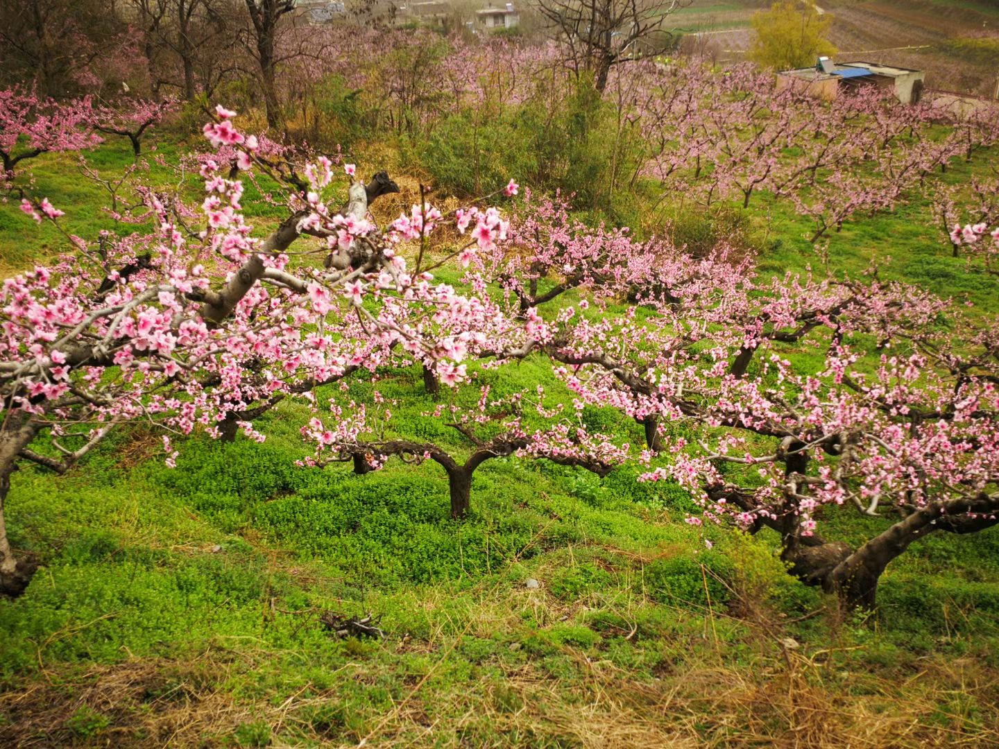 第三届西安鄠邑&middot;柳泉桃花节开幕