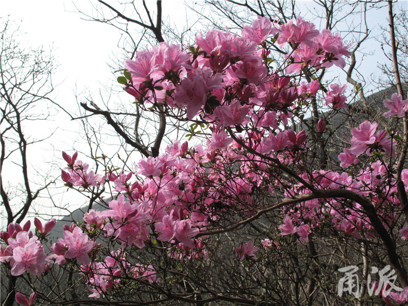 5——映山红是宁波春天里最抢眼的野花.jpg