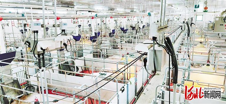 近日拍摄的唐山市新好农牧有限公司的现代化产房。 河北日报通讯员张旖旎摄