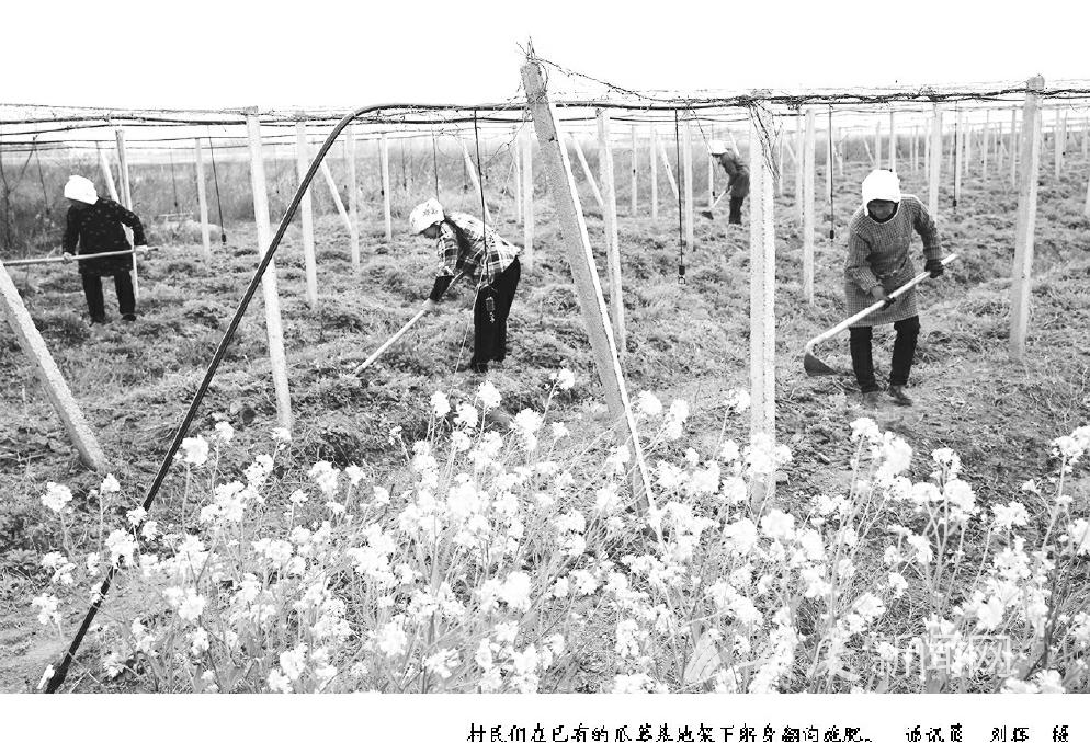 阳春三月种“瓜”忙 安庆大石乡发展壮大瓜蒌支柱产业