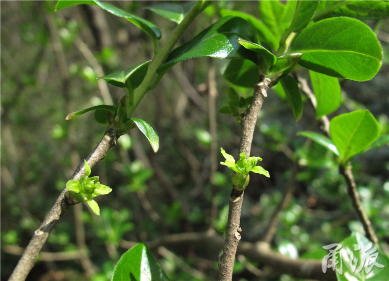 22——芸香科的臭常山的雌花刚刚开花，零星地着生在老枝上.jpg
