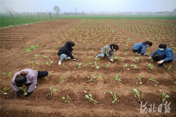 近日，位于河北省邢台经济开发区的河北邢研种业有限公司工人正在试验田定植甘蓝种苗。河北邢研种业有限公司自主培育的60多种甘蓝种子销往北京、天津、广东等30个省市区，还出口俄罗斯、印度、巴基斯坦、越南等国家。通讯员李院红摄影报道