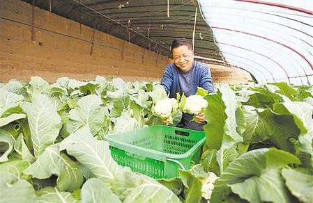 高台县戈壁大棚蔬菜喜获丰收,农户喜笑颜开。
