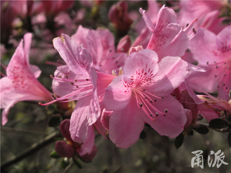 12——映山红花朵特写，上部花瓣上具深红色的斑点，花冠是两侧对称的.jpg