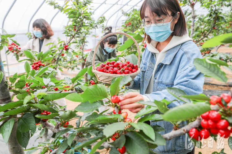 2021年3月19日，游客在秦皇岛市海港区海阳镇温家洼村华昆生态园采摘大樱桃。河北日报记者赵杰摄影报道