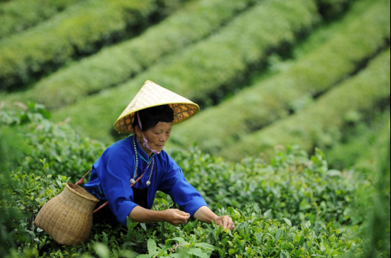 阳春三月采茶忙,一起来万达丹寨茶园做一个快乐的"采茶人"!