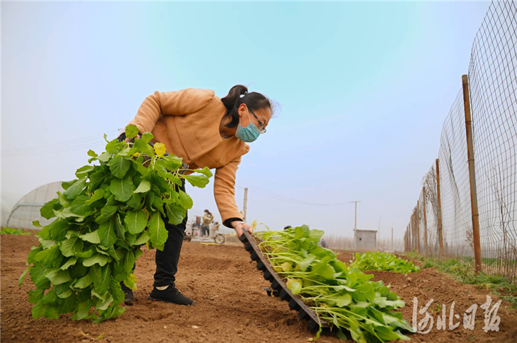 近日，位于河北省邢台经济开发区的河北邢研种业有限公司工人准备定植甘蓝种苗。通讯员李院红摄影报道
