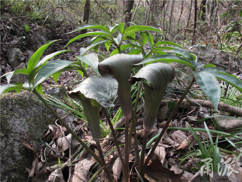 38——云台南星的雄花序列队排成一行，此处的云台南星特别多见.jpg