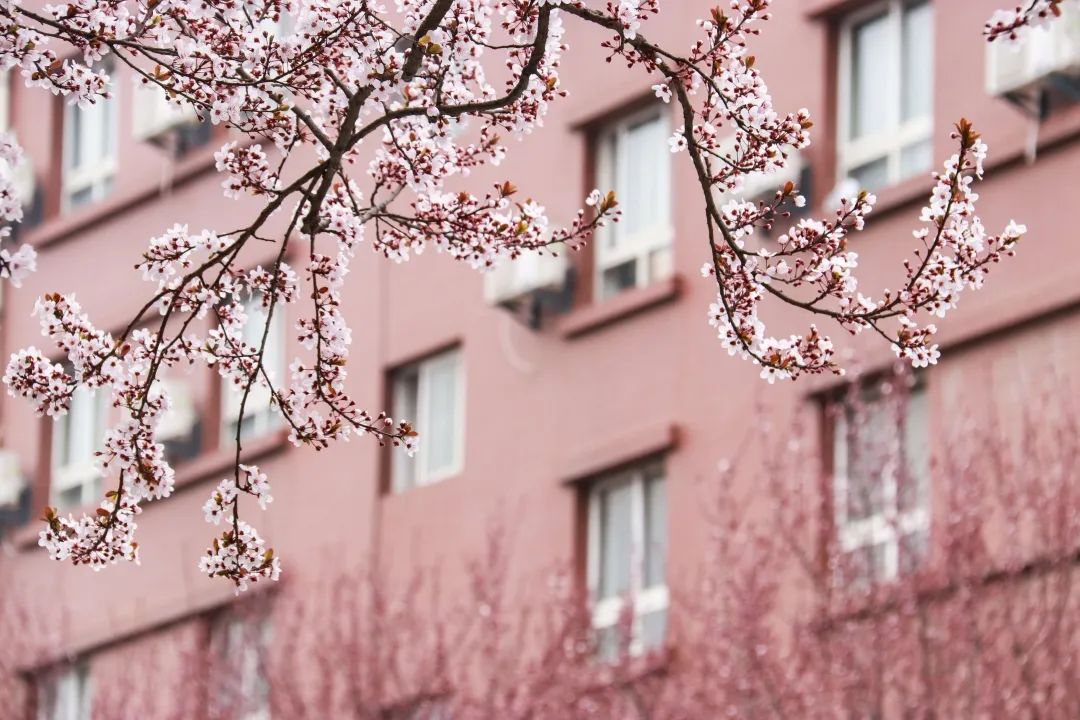 紫叶李