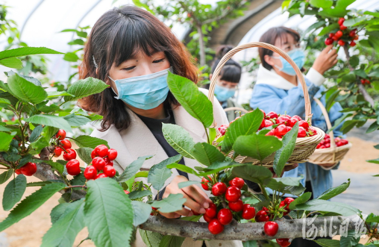 2021年3月19日，游客在秦皇岛市海港区海阳镇温家洼村华昆生态园采摘大樱桃。河北日报记者赵杰摄影报道