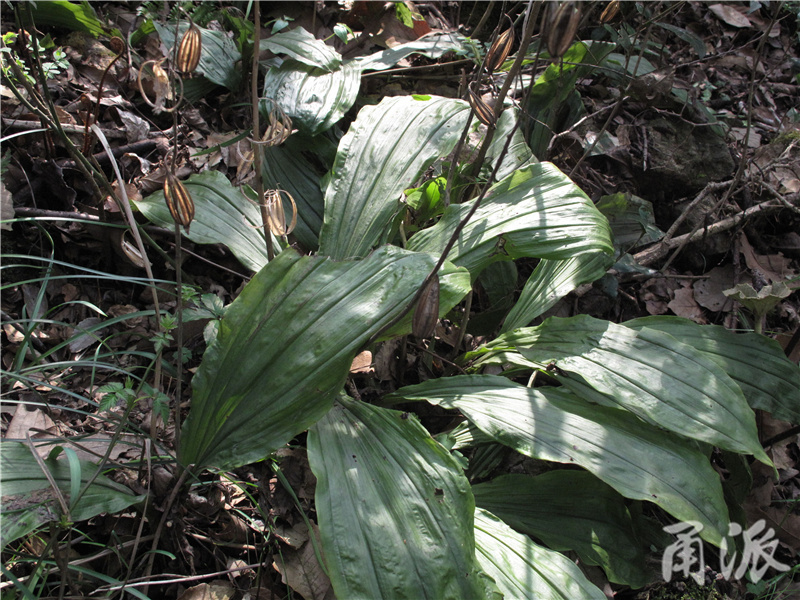 53——深山中有许多钩距虾脊兰生长，这是种常绿的地生兰，去年的蒴果还在果枝上.jpg