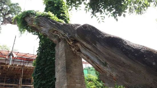 深山藏古寺 杜甫曾在这块宝地赋诗