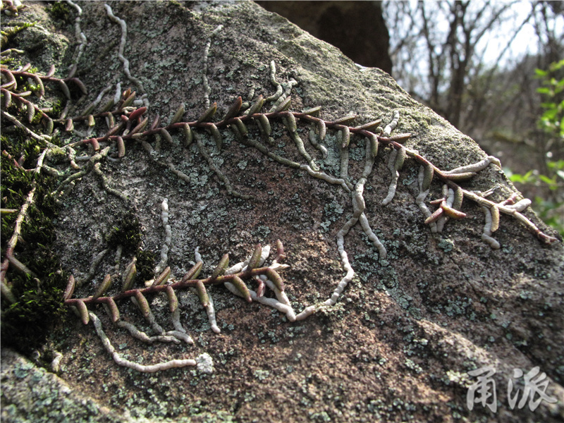 49——山顶附近的崖壁上有一种附生的兰科植物——蜈蚣兰，白色的气生根牢牢地吸住岩石的表面，它拥有一个十分形象的名字.jpg