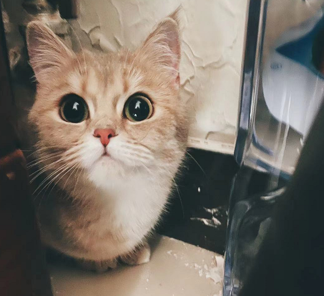 猫生不自由 宠物打工中