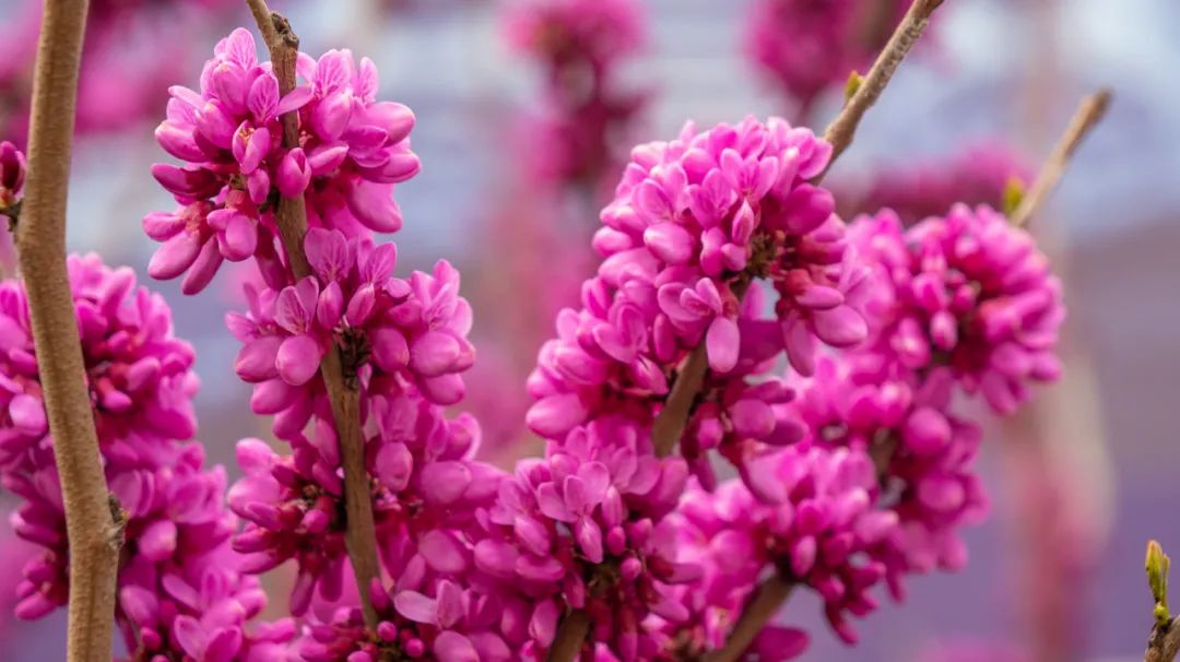 杜鹃,800多亩紫荆硕平花海美人梅,紫荆,樱花,牡丹千余亩汝南虎头村