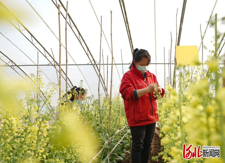 近日，位于河北省邢台经济开发区的河北邢研种业有限公司工人正在对甘蓝亲本进行人工授粉。河北日报记者赵永辉摄影报道