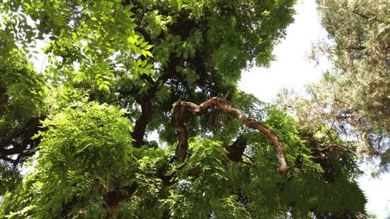 深山藏古寺 杜甫曾在这块宝地赋诗