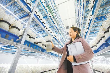 在甘肃神农珍稀菇业有限公司巴吉滩食用菌产业园内,员工正在查看蘑菇长势。