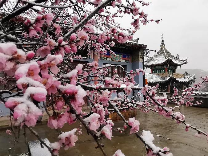 平凉下起桃花雪！未来几天……