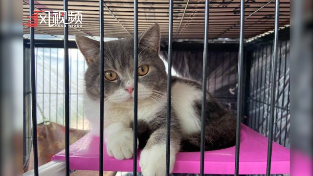 泰国警方捣毁犯罪团伙并拍卖资产其中包括六只可爱的猫咪