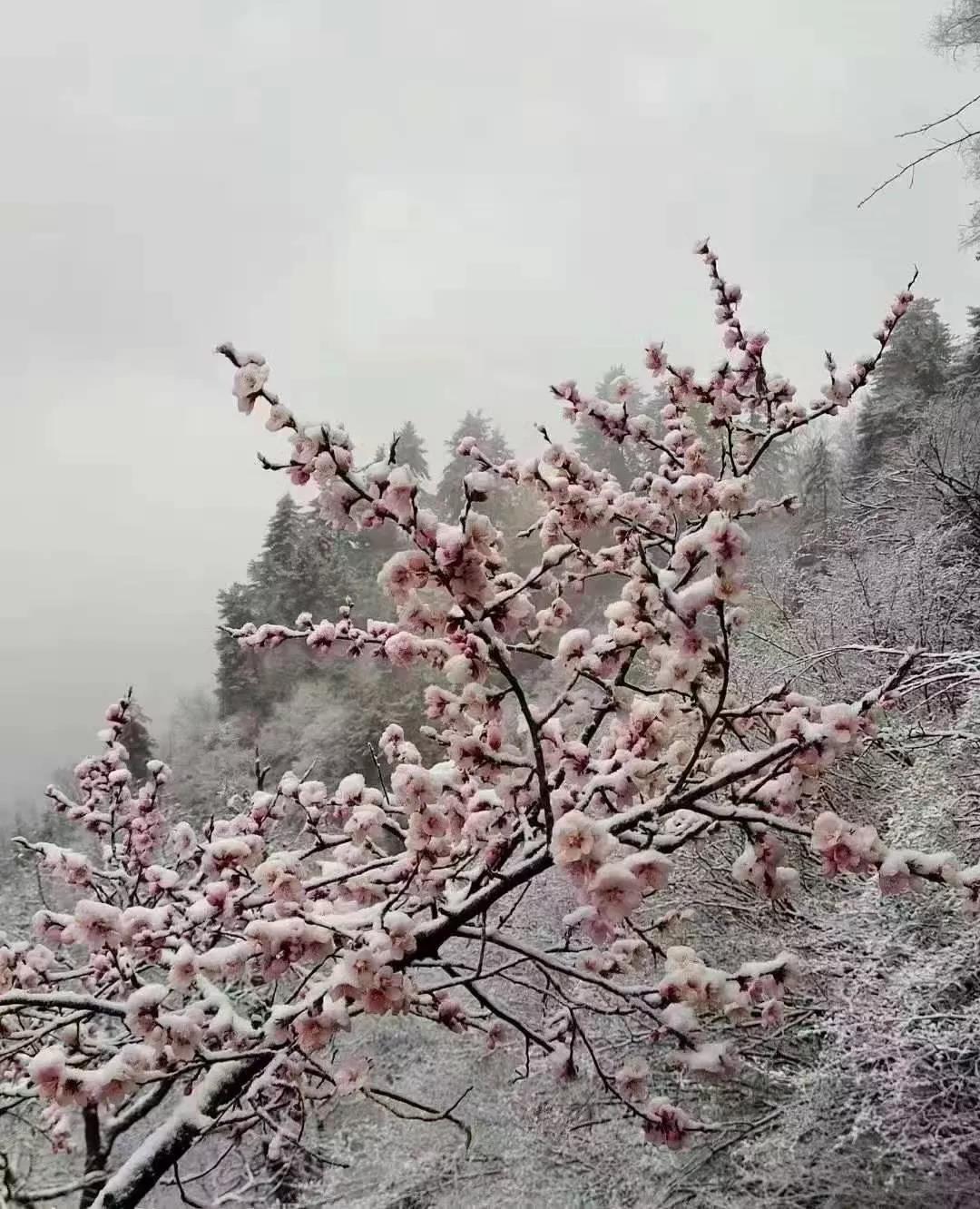 平凉下起桃花雪！未来几天……