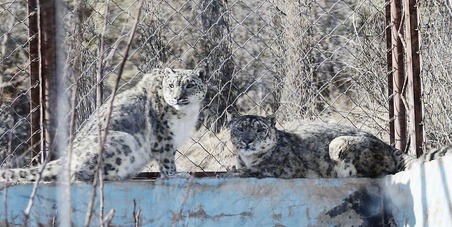西宁青藏高原野生动物园：合笼饲养雪豹突破寿命极限值_凤凰网