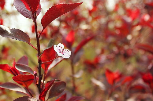 莫负花期，江北赏花指南