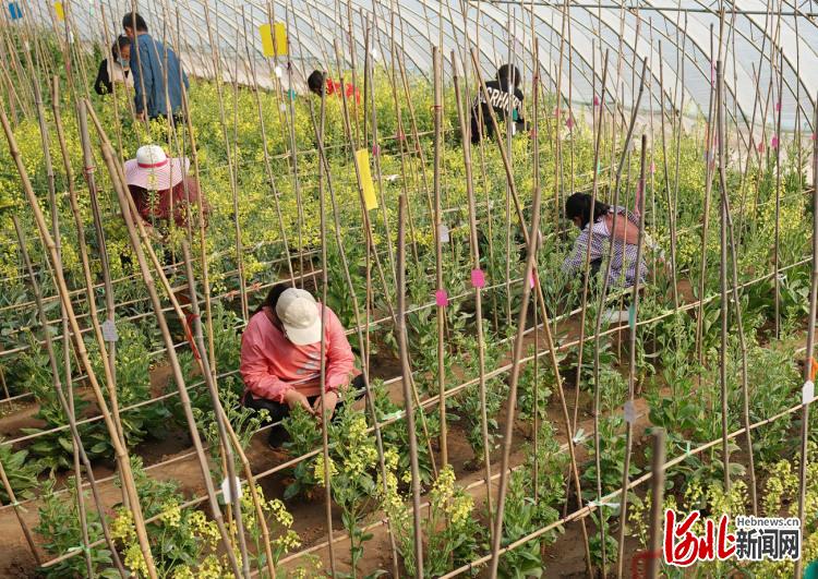 近日，位于河北省邢台经济开发区的河北邢研种业有限公司工人正在对甘蓝亲本进行人工授粉。通讯员李院红摄影报道