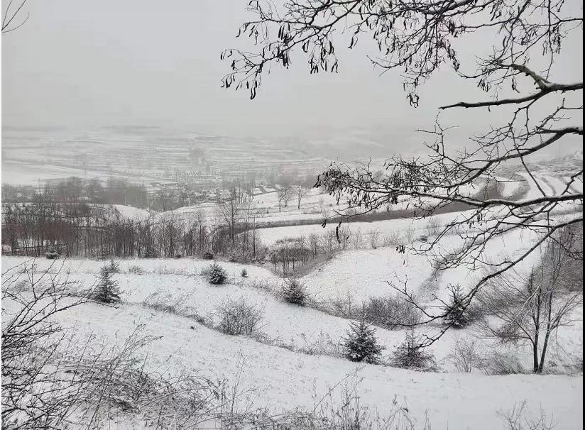 平凉下起桃花雪！未来几天……