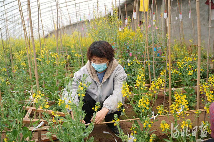 近日，位于河北省邢台经济开发区的河北邢研种业有限公司工人正在对甘蓝亲本进行人工授粉。河北邢研种业有限公司自主培育的60多种甘蓝种子销往北京、天津、广东等30个省市区，并出口俄罗斯、印度、巴基斯坦、越南等国家。