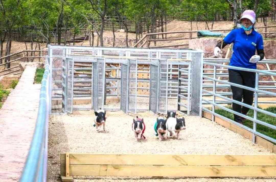 新密伏羲山:云上牧场升级 打造一站式“网红打卡地”
