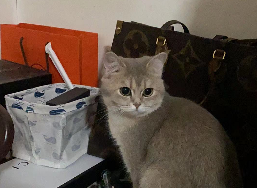 猫生不自由 宠物打工中