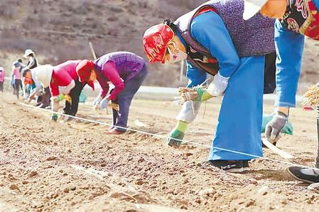 卓尼农民紧抓农时进行春耕 新甘肃&middot;甘肃日报 通讯员 梁红芳