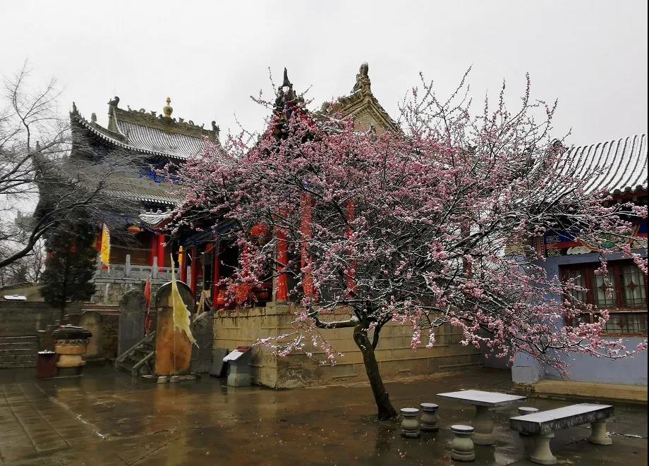 平凉下起桃花雪！未来几天……