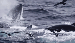 实拍：15米长蓝鲸误入虎鲸繁殖地 被75只虎鲸围猎吃掉